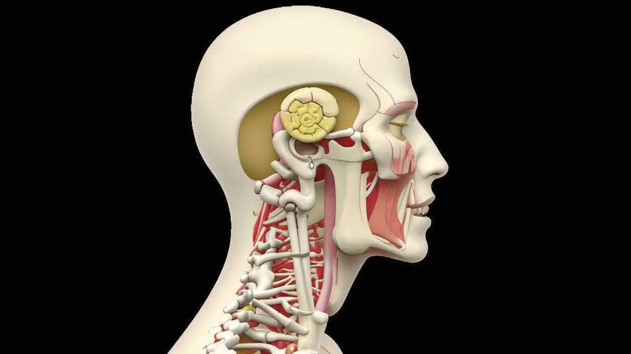 maxillary sinus